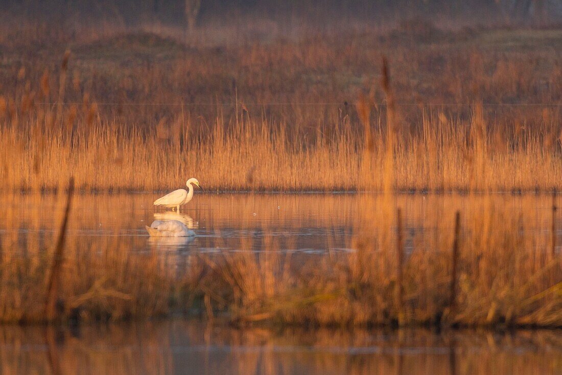 France, Somme, Baie de Somme, Le Crotoy, Crotoy Marsh, Great Egret (Ardea alba) in nuptial plumage fishing