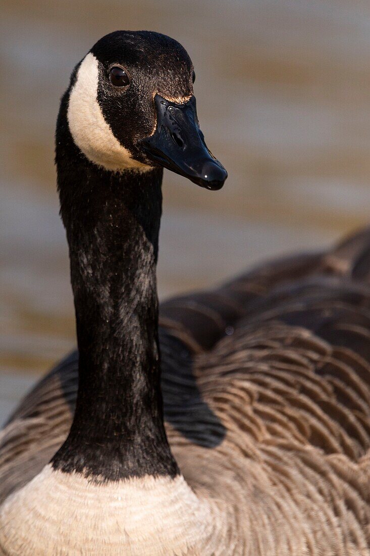 Frankreich, Somme, Baie de Somme, Naturschutzgebiet Baie de Somme, Ornithologischer Park Marquenterre, Saint Quentin en Tourmont, Kanadagans (Branta canadensis Kanadagans)