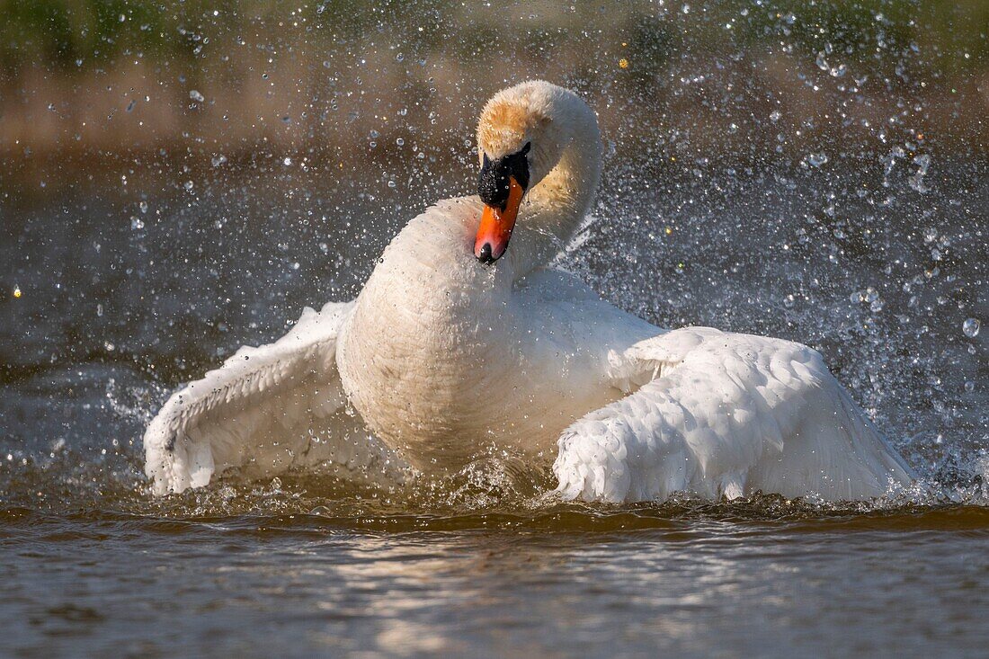 France, Somme, Baie de Somme, Baie de Somme Nature Reserve, Marquenterre Ornithological Park, Saint Quentin en Tourmont, Mute Swan (Cygnus olor Mute Swan) bath (toilet)