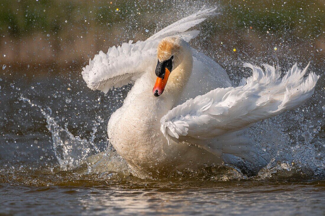 France, Somme, Baie de Somme, Baie de Somme Nature Reserve, Marquenterre Ornithological Park, Saint Quentin en Tourmont, Mute Swan (Cygnus olor Mute Swan) bath (toilet)