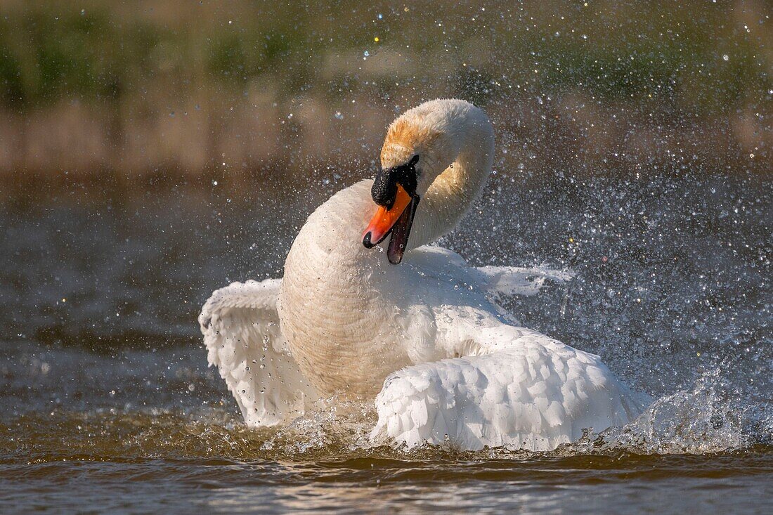 France, Somme, Baie de Somme, Baie de Somme Nature Reserve, Marquenterre Ornithological Park, Saint Quentin en Tourmont, Mute Swan (Cygnus olor Mute Swan) bath (toilet)