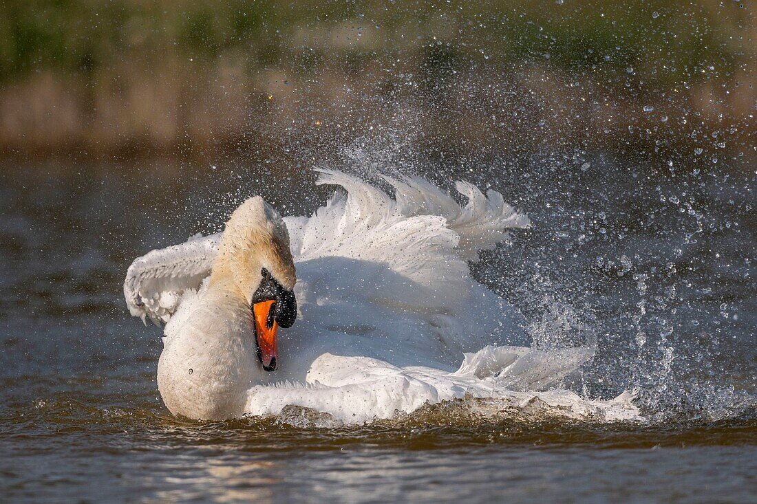 France, Somme, Baie de Somme, Baie de Somme Nature Reserve, Marquenterre Ornithological Park, Saint Quentin en Tourmont, Mute Swan (Cygnus olor Mute Swan) bath (toilet)