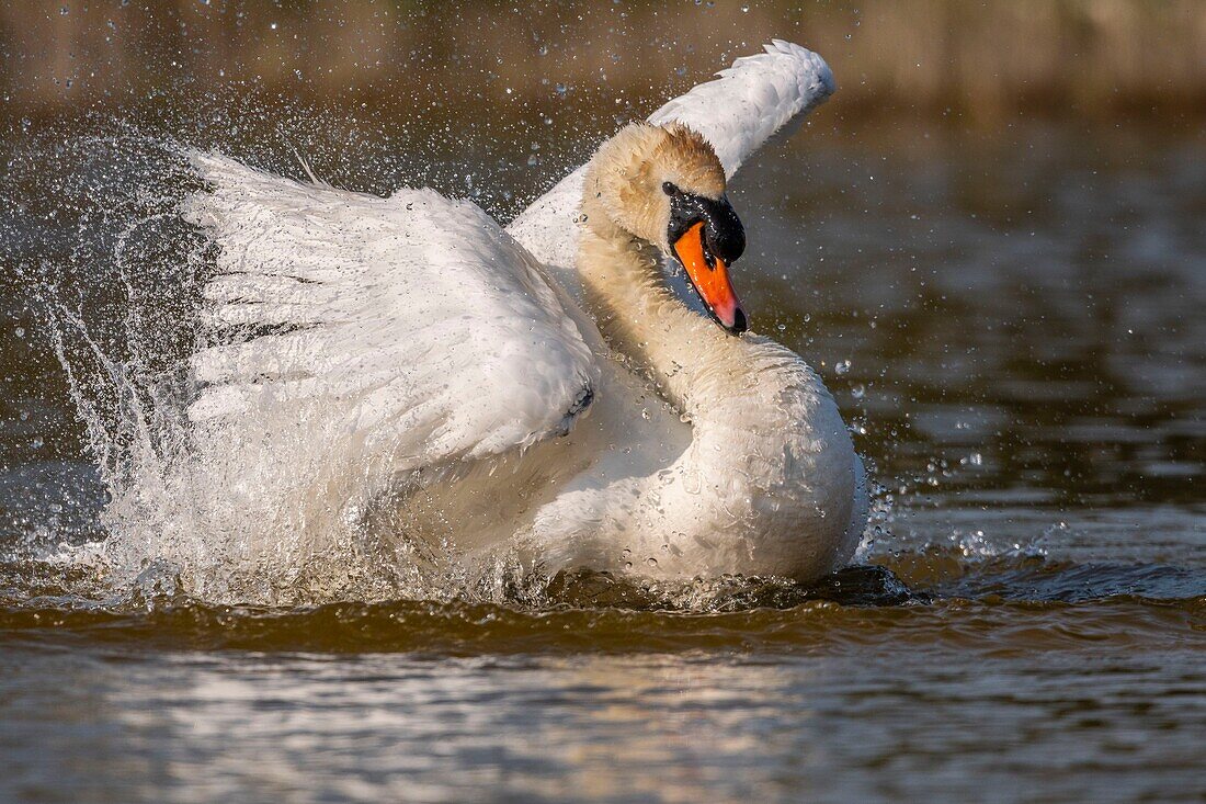 France, Somme, Baie de Somme, Baie de Somme Nature Reserve, Marquenterre Ornithological Park, Saint Quentin en Tourmont, Mute Swan (Cygnus olor Mute Swan) bath (toilet)