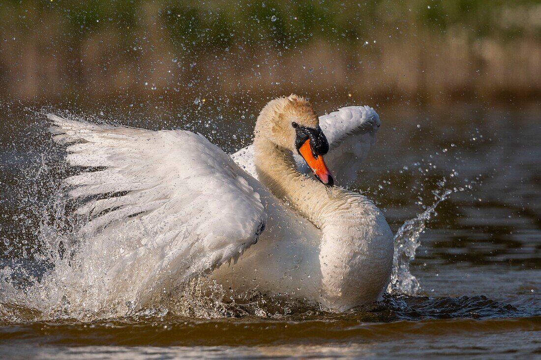 France, Somme, Baie de Somme, Baie de Somme Nature Reserve, Marquenterre Ornithological Park, Saint Quentin en Tourmont, Mute Swan (Cygnus olor Mute Swan) bath (toilet)