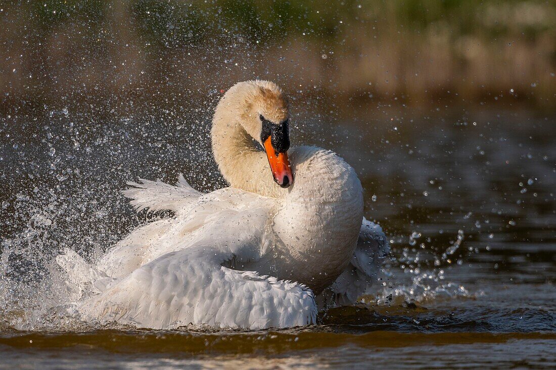 France, Somme, Baie de Somme, Baie de Somme Nature Reserve, Marquenterre Ornithological Park, Saint Quentin en Tourmont, Mute Swan (Cygnus olor Mute Swan) bath (toilet)