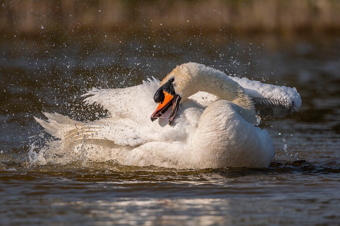 France, Somme, Baie de Somme, Baie de Somme Nature Reserve, Marquenterre Ornithological Park, Saint Quentin en Tourmont, Mute Swan (Cygnus olor Mute Swan) bath (toilet)