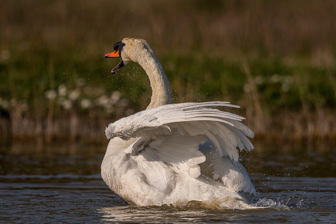 France, Somme, Baie de Somme, Baie de Somme Nature Reserve, Marquenterre Ornithological Park, Saint Quentin en Tourmont, Mute Swan (Cygnus olor Mute Swan) bath (toilet)