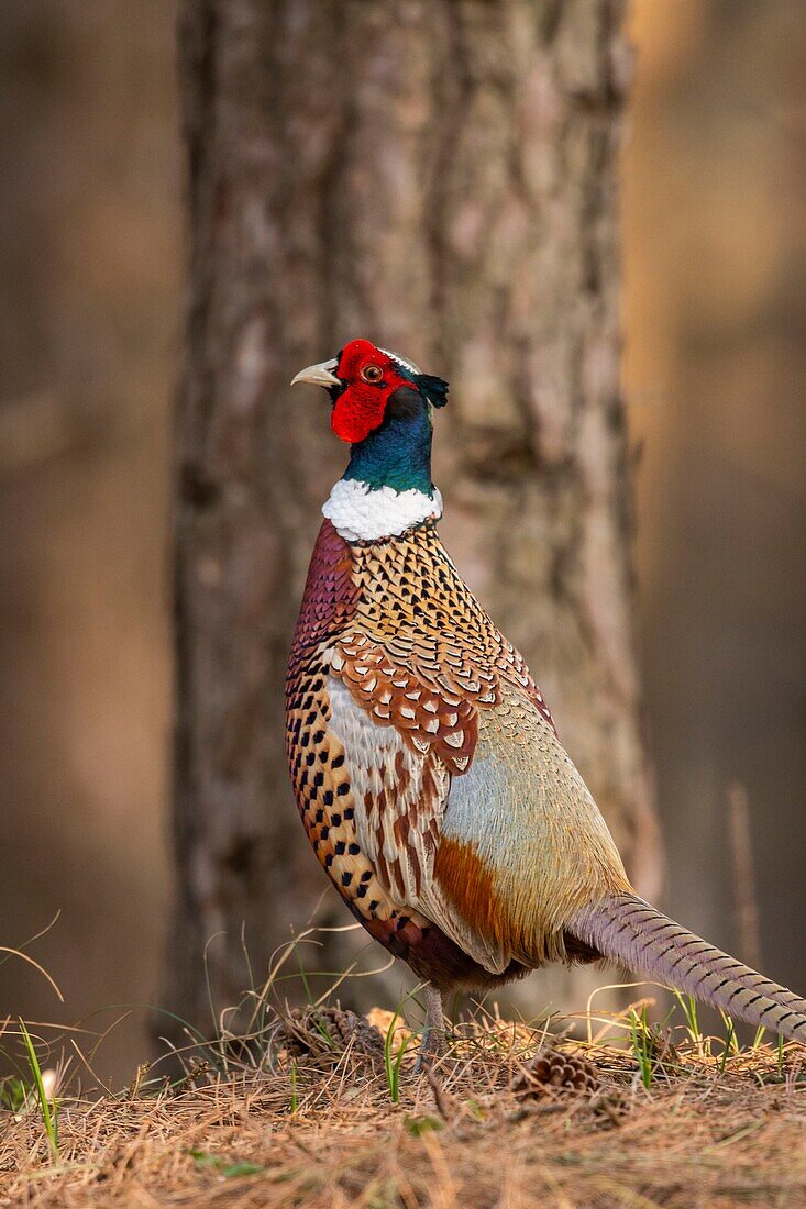 Frankreich, Somme, Baie de Somme, Naturreservat Baie de Somme, Ornithologischer Park Marquenterre, Saint Quentin en Tourmont, Fasan (Phasianus colchicus)