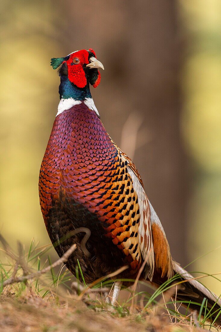 France, Somme, Baie de Somme, Baie de Somme Nature Reserve, Marquenterre Ornithological Park, Saint Quentin en Tourmont, Common Pheasant (Phasianus colchicus)