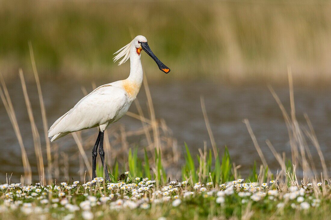 Frankreich, Somme, Baie de Somme, Baie de Somme Nature Reserve, Marquenterre Ornithological Park, Saint Quentin en Tourmont, Löffler (Platalea leucorodia Eurasian Spoonbill), der auf den Inseln des Teiches Materialien für den Nestbau im nahegelegenen Reiherhorst pickt