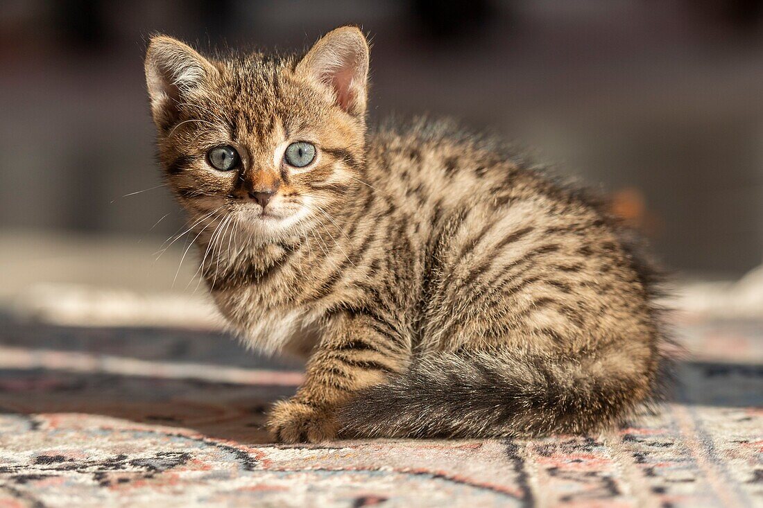 France, Somme, Marcheville, 7 weeks old female kitten, on the carpet in the house