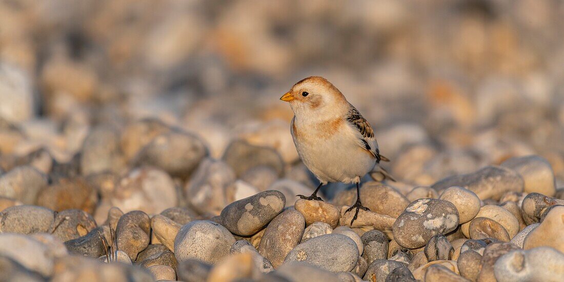 Frankreich, Somme, Baie de Somme, Le Hourdel, Schneeammer (Plectrophenax nivalis) auf Kieselsteinen bei der Rast in Le Hourdel