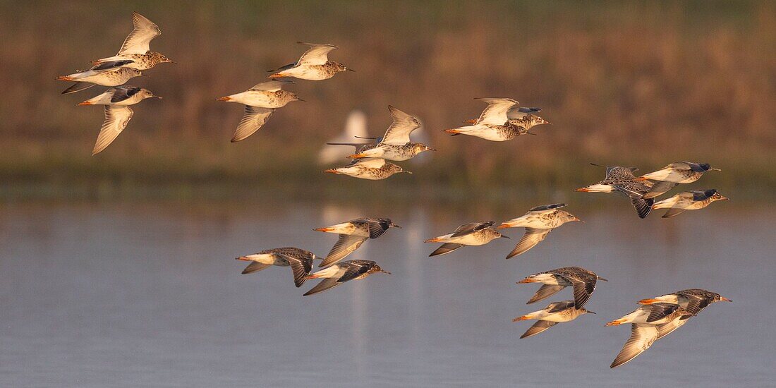 Frankreich, Somme, Baie de Somme, Le Crotoy, Crotoy Sumpf, Flug des Rotschenkels (Tringa totanus) im Crotoy Sumpf