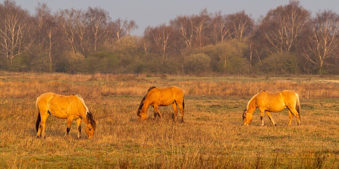 France, Somme, Baie de Somme, Le Crotoy, Le Crotoy Marsh, the Henson horse race was created in the Baie de Somme for riding and is the pride of local breeders, these little hardy horses are also used for ecopaturing and swamp maintenance