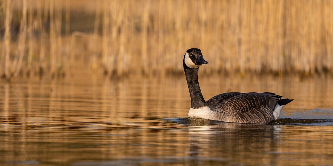 France, Somme, Baie de Somme, Baie de Somme Nature Reserve, Marquenterre Ornithological Park, Saint Quentin en Tourmont, Canada Goose (Branta canadensis Canada Goose)