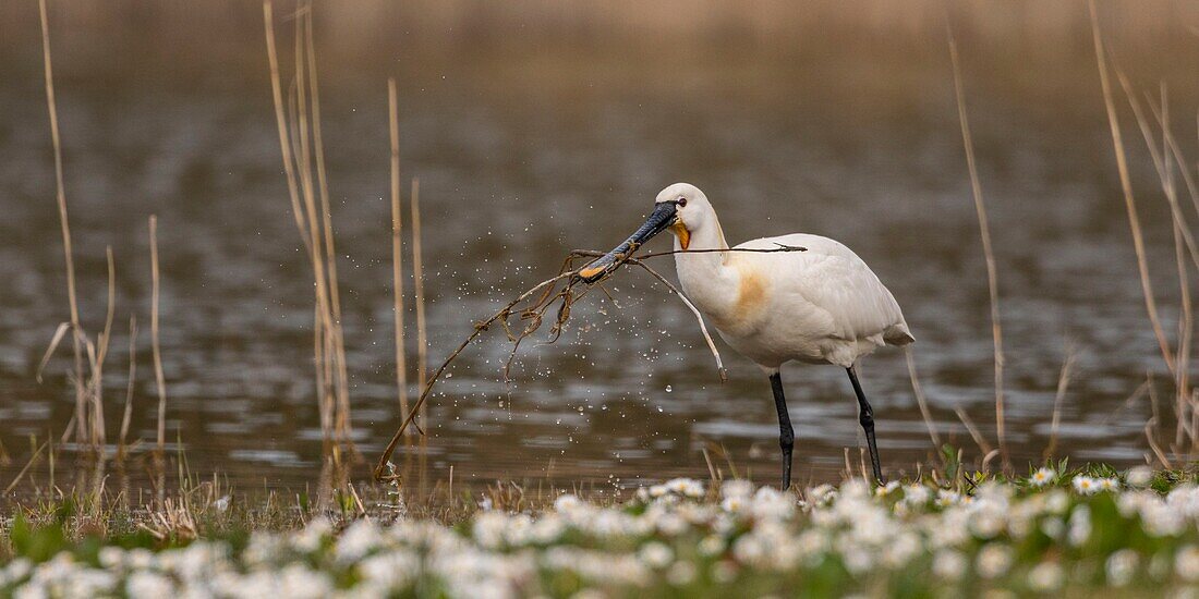 Frankreich, Somme, Baie de Somme, Naturschutzgebiet Baie de Somme, Ornithologischer Park Marquenterre, Saint Quentin en Tourmont, Kanadagans (Branta canadensis Kanadagans)