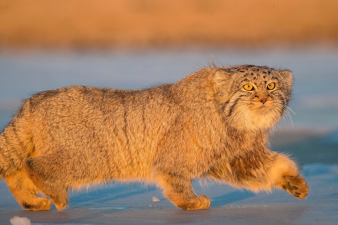 Mongolia, East Mongolia, Steppe area, Pallas's cat (Otocolobus manul), moving, walking