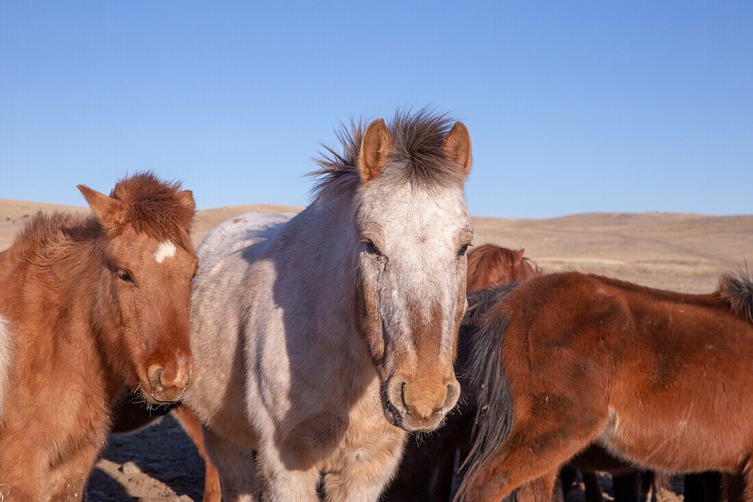 Mongolei, Ostmongolei, Steppengebiet, Pferde in der Nähe einer Wasserstelle