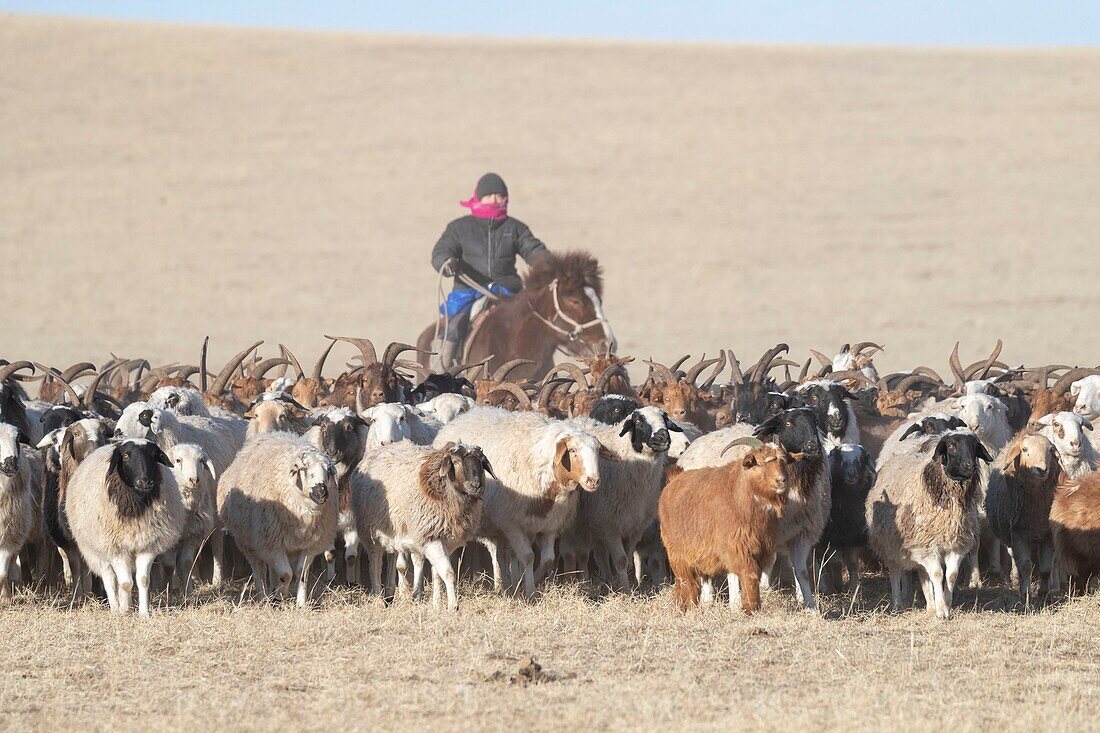 Mongolei, Ostmongolei, Steppenlandschaft, Ziegen- und Schafherde