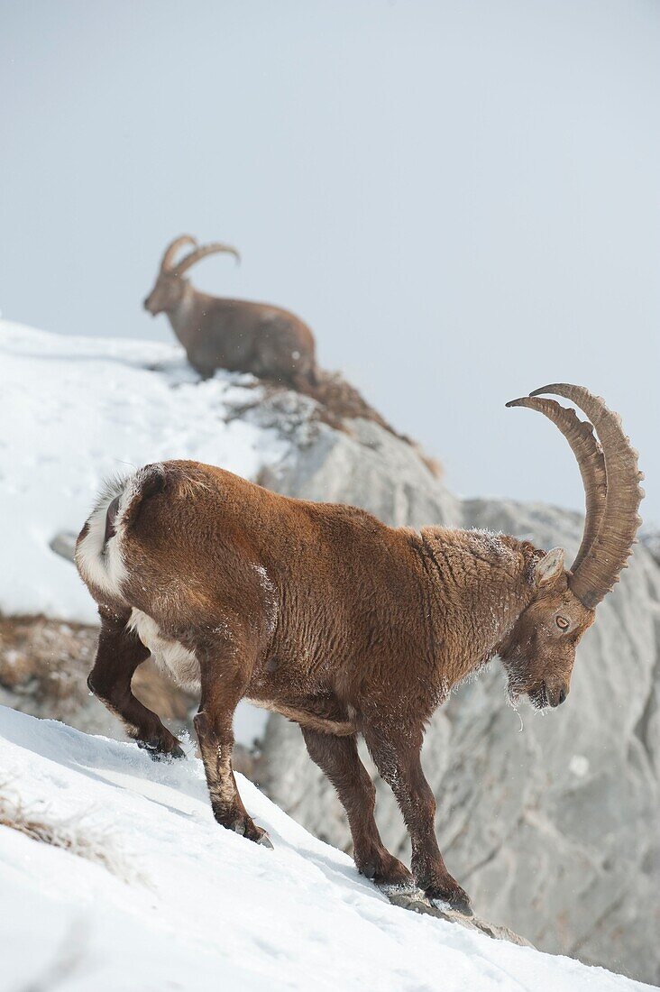 Frankreich, Haute Savoie, Bargy-Massiv, alpine Wildtiere, alte Steinbock-Männchen im Wettstreit während der Brunftzeit