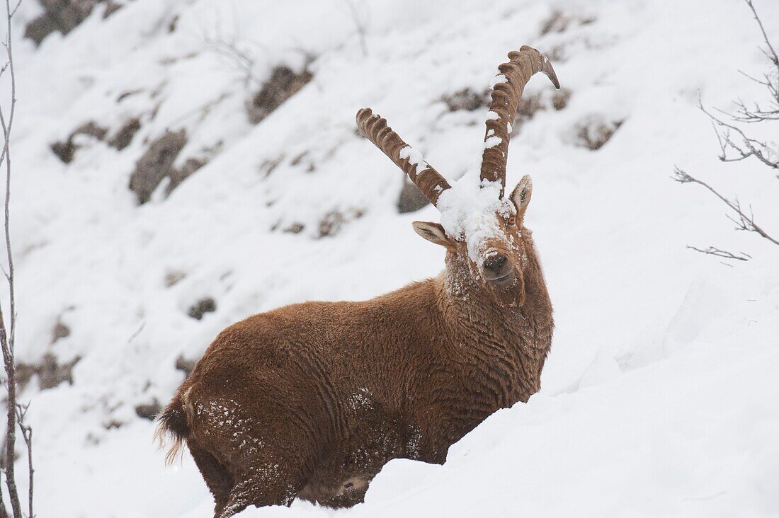 France, Haute Savoie, Bargy massif, alpine wild fauna, old ibex males competing during the rutting season