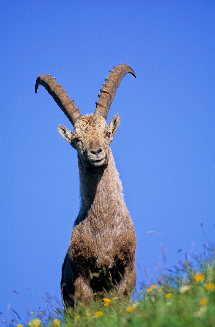 France, Haute Savoie, Chablais massif, alpine fauna, old ibex to the Bise pass