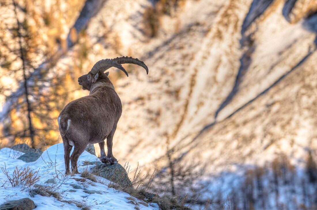 Italien, Piemont, Massif du grand Paradis, alter männlicher Steinbock über dem Dorf Valnontey