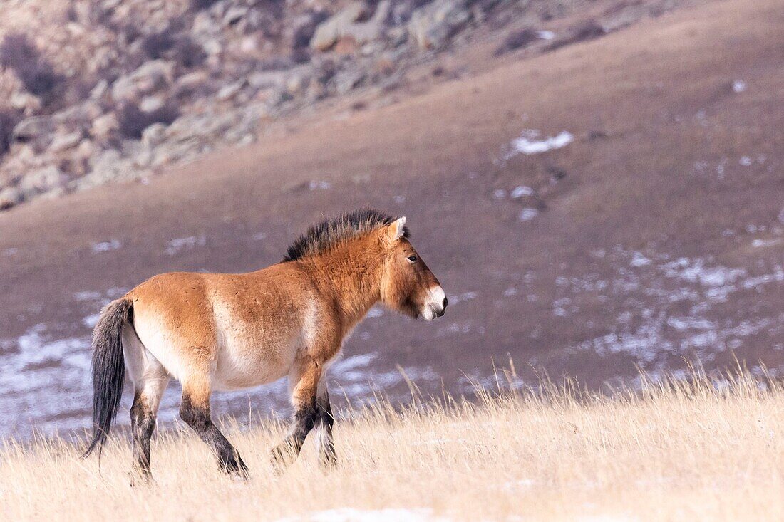 Mongolia, Hustai National Park, Przewalski's horse or Mongolian wild horse or Dzungarian horse ( Equus przewalskii or Equus ferus przewalskii), reintroduced from 1993 into Khustain Nuruu National Park