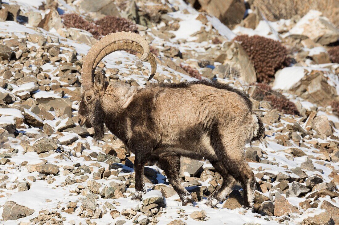 Mongolei, Westmongolei, Altaigebirge, Sibirischer Steinbock (Capra sibirica), auf Felsen