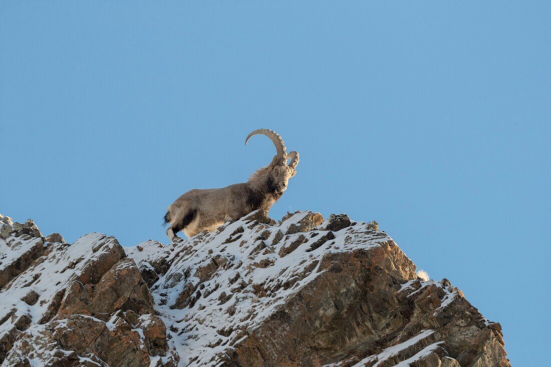 Mongolei, Westmongolei, Altaigebirge, Sibirischer Steinbock (Capra sibirica), auf Felsen