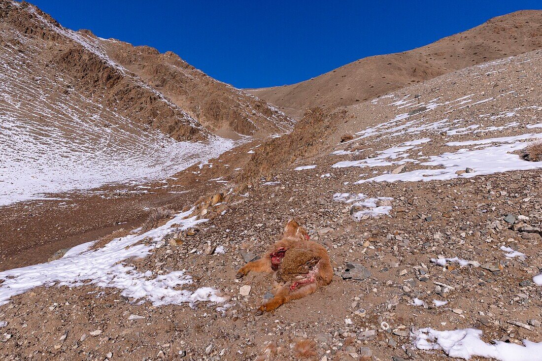 Mongolei, Westmongolei, Altaigebirge, Tal mit Schnee und Felsen, von einem Schneeleoparden getötetes Kalb