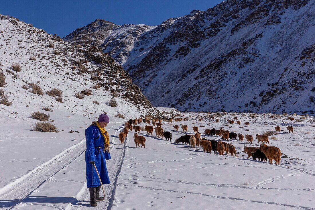 Mongolia, West Mongolia, Altai mountains, Valley with snow and rocks,   Shepherd with a herd of goats and sheep in the mountains