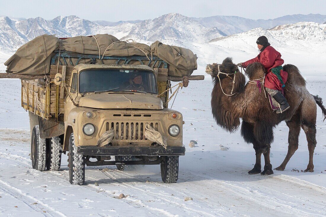 Mongolei, Westmongolei, Altai-Gebirge, Dorf Kanhman, baktrisches Kamelrennen in der Ebene