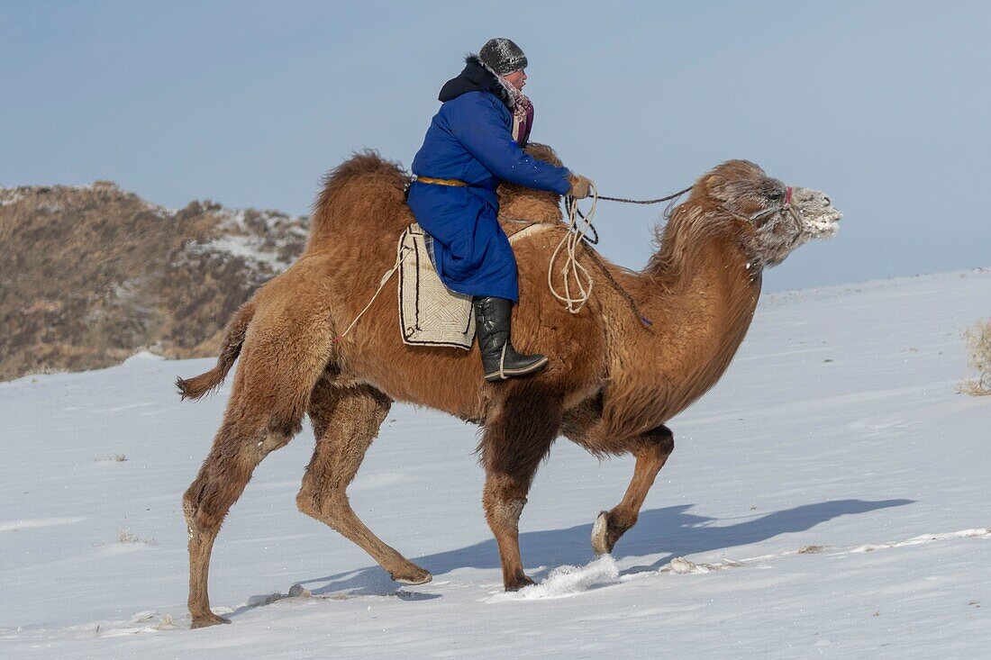 Mongolei, Westmongolei, Altai-Gebirge, Dorf Kanhman, baktrisches Kamelrennen in der Ebene