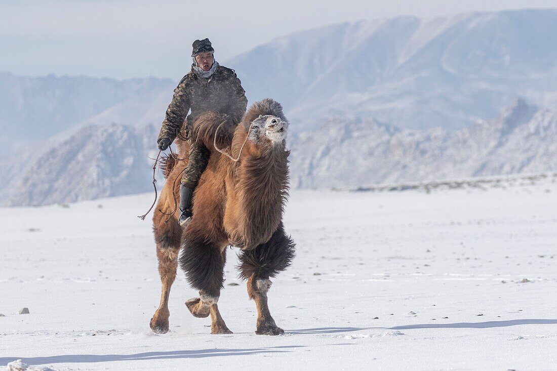 Mongolei, Westmongolei, Altai-Gebirge, Dorf Kanhman, baktrisches Kamelrennen in der Ebene