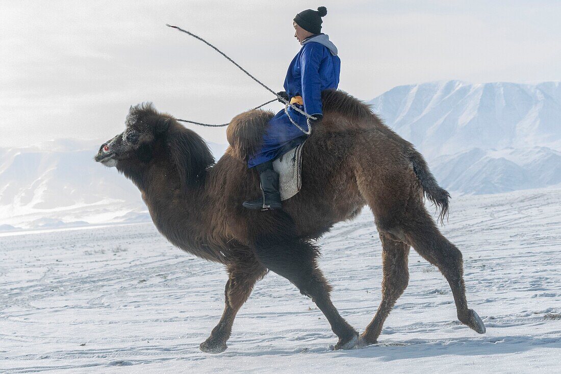 Mongolei, Westmongolei, Altai-Gebirge, Dorf Kanhman, baktrisches Kamelrennen in der Ebene