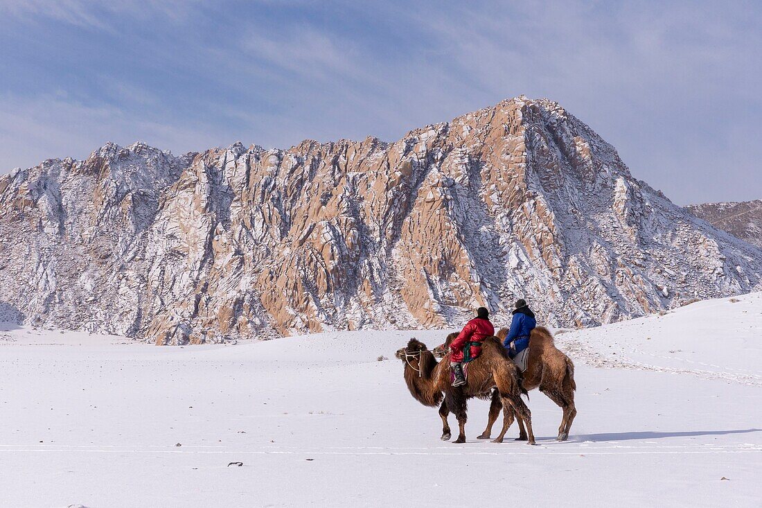 Mongolei, Westmongolei, Altai-Gebirge, Dorf Kanhman, baktrisches Kamelrennen in der Ebene