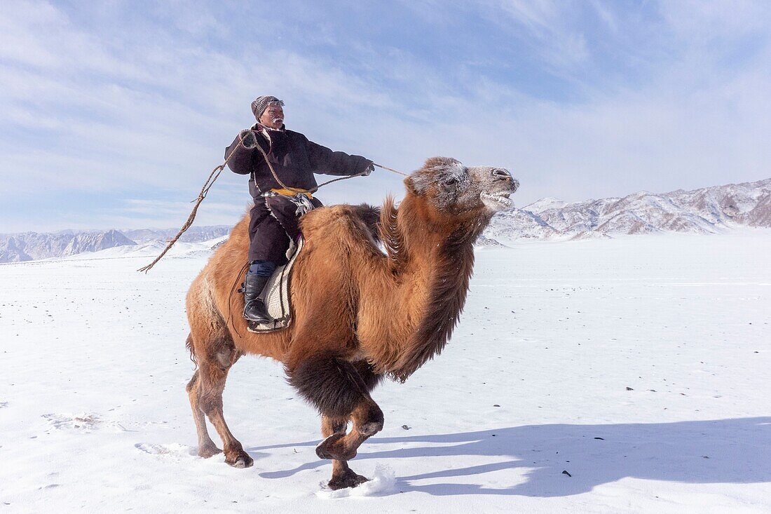 Mongolei, Westmongolei, Altai-Gebirge, Dorf Kanhman, baktrisches Kamelrennen in der Ebene