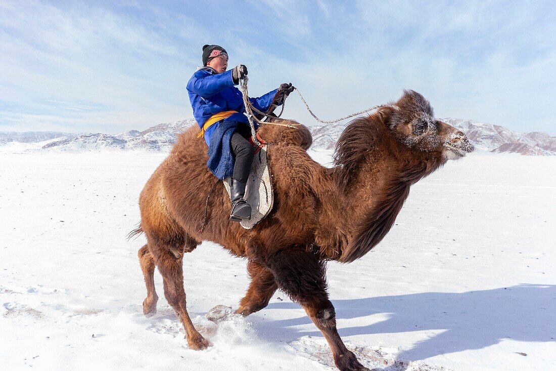 Mongolia, West Mongolia, Altai mountains, Kanhman village, Bactrian camel race in the plain