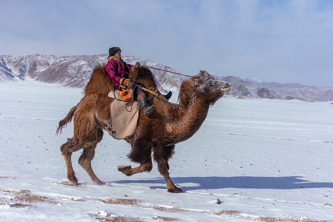 Mongolei, Westmongolei, Altai-Gebirge, Dorf Kanhman, baktrisches Kamelrennen in der Ebene