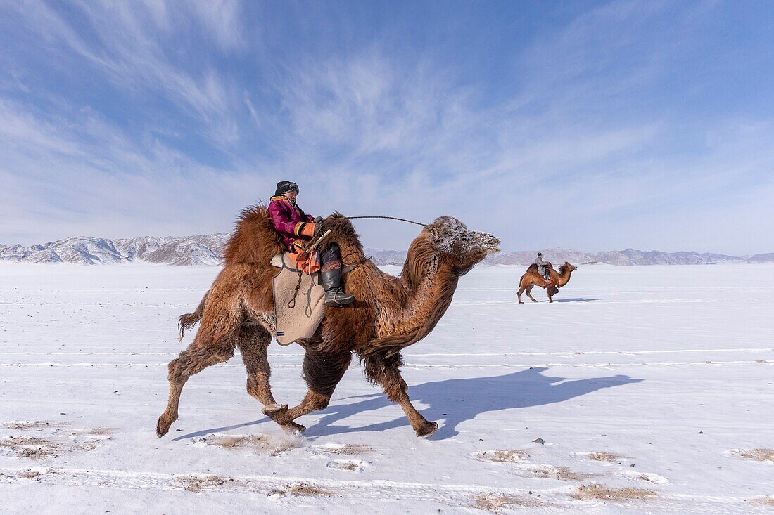 Mongolei, Westmongolei, Altai-Gebirge, Dorf Kanhman, baktrisches Kamelrennen in der Ebene