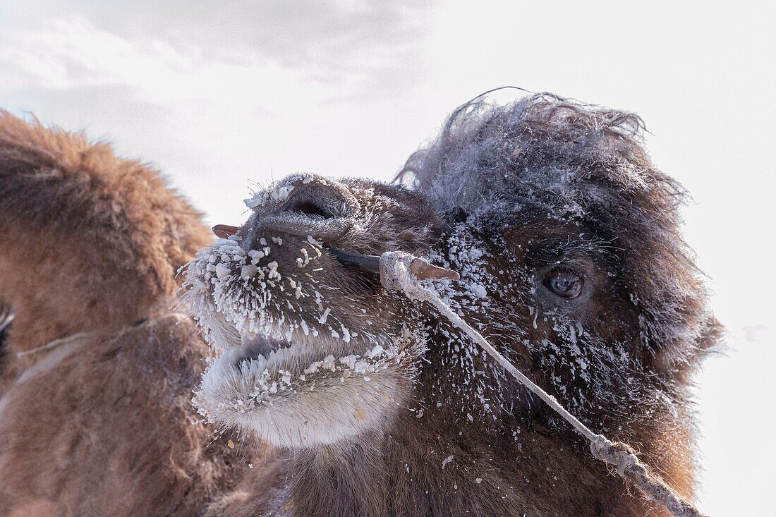 Mongolia, West Mongolia, Altai mountains, Kanhman village, Bactrian camel race in the plain