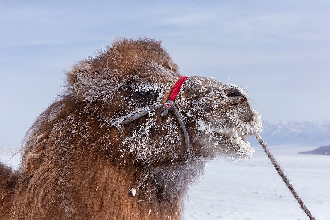 Mongolei, Westmongolei, Altai-Gebirge, Dorf Kanhman, baktrisches Kamelrennen in der Ebene