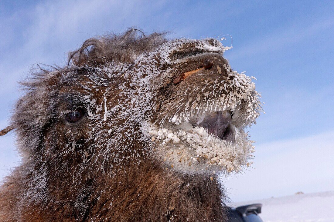 Mongolei, Westmongolei, Altai-Gebirge, Dorf Kanhman, baktrisches Kamelrennen in der Ebene