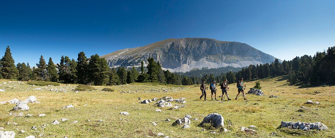 Frankreich, Drome, Regionaler Naturpark Vercors, Wanderung auf dem Hochplateau des Vercors, Panoramablick auf die Wanderer zur großen Hütte und zum Grand Veymont