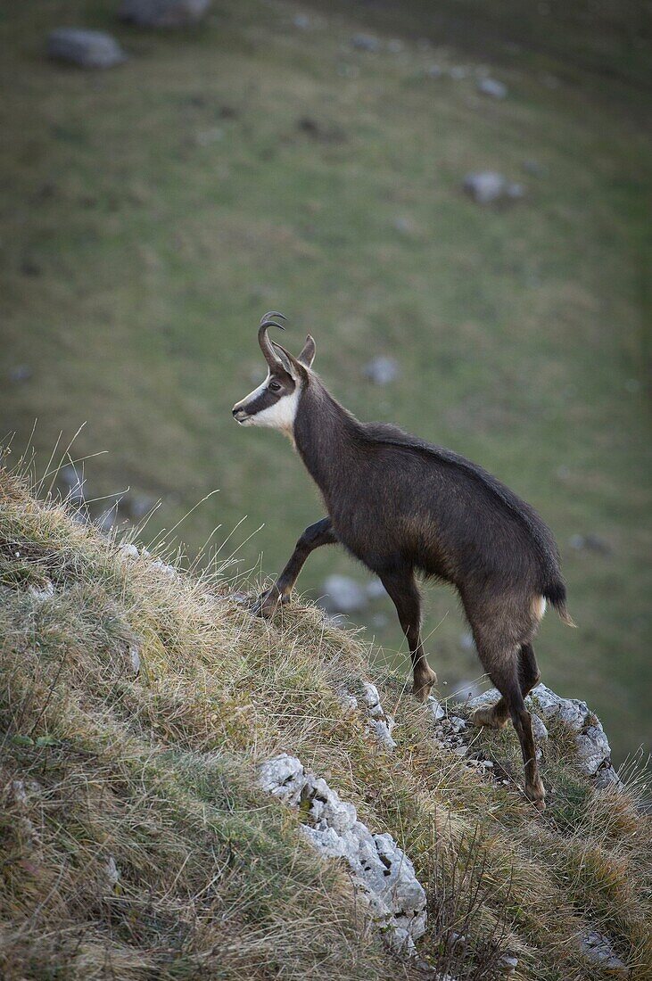 Frankreich, Jura, Juramassiv, Regionaler Naturpark, Fauna, Gämse auf dem Gipfel der Dole