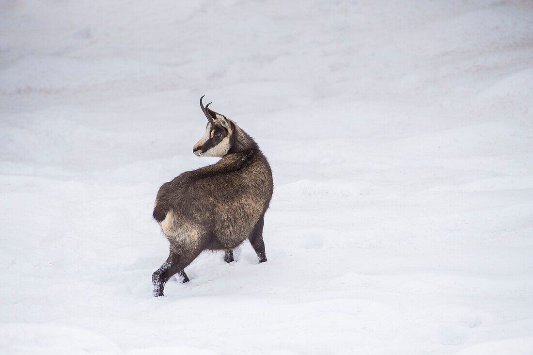 Italy, Piedmont, Val de Cogne, Grand Paradis National Park, chamois above the village of Valnontey