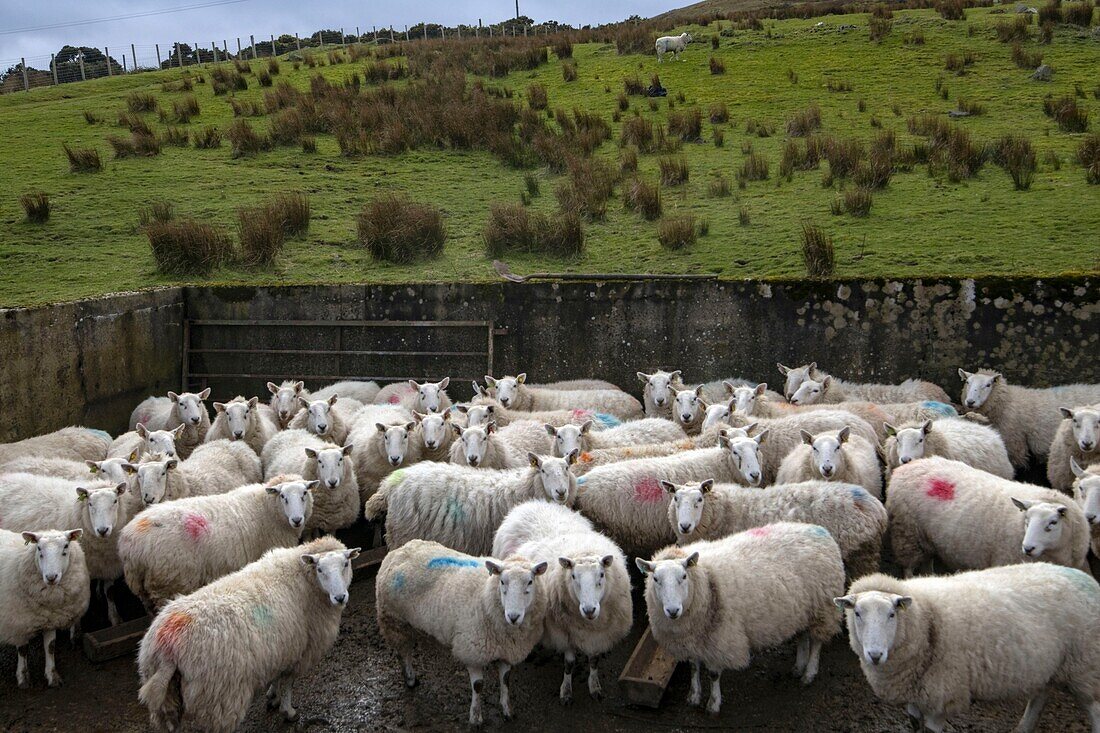 United Kingdom, Northern Ireland, Ulster, county Antrim, Sheep around Murlough Bay