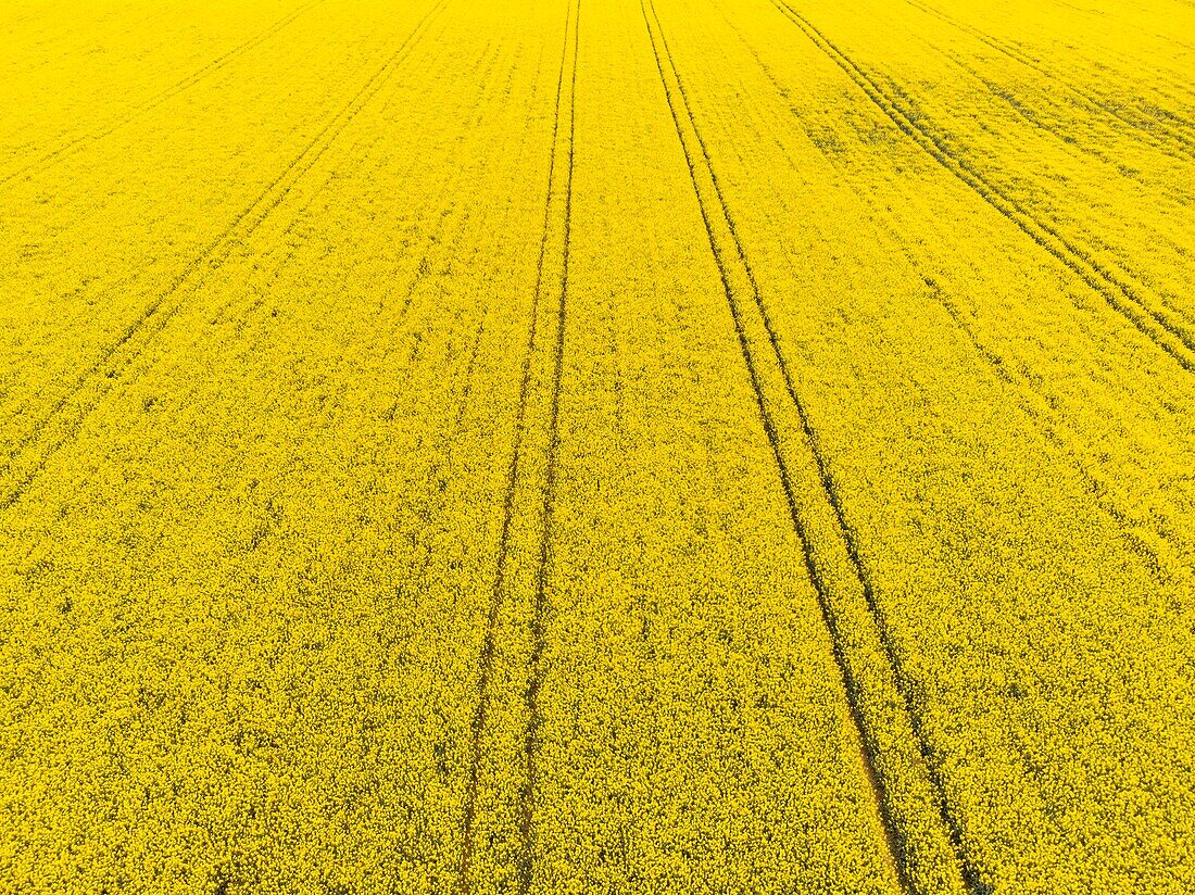 France, Yonne, rapeseed field near Cheroy (aerial view)