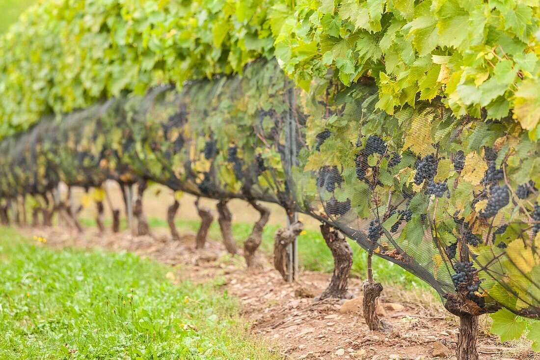 Canada, Nova Scotia, Annapolis Valley, Wolfville, a local vineyard